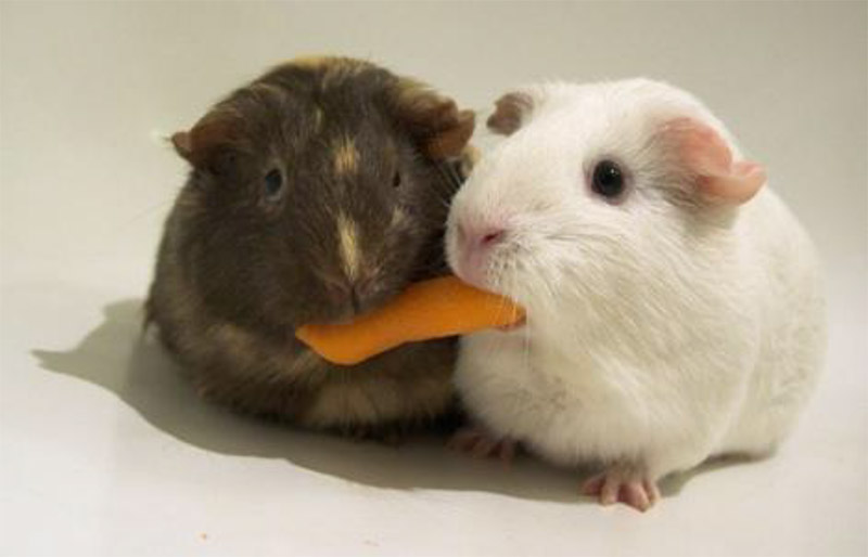 2 Guinea Pigs Southern Cavy Club