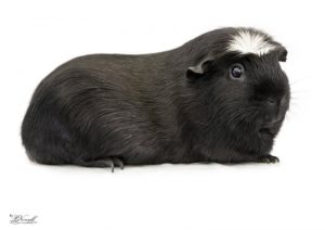 Black American Crested Black Guinea Pig, photography by Lyndon Nowell