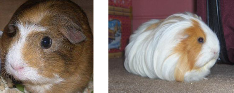 Crested Cavy and Long Haired Cavy Southern Cavy Club