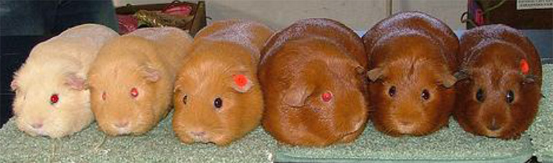 Line up of Self Cavies Southern Cavy Club