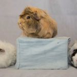 1st 2nd 3rd AD Exhibitor Pet SCC SSS