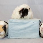 1st 2nd 3rd AD Exhibitor Pet WECC
