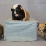 1st 2nd 3rd Junior Pet WECC