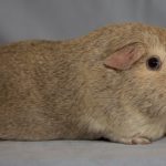 Best G-Standard Chinchilla Cream Kingate Cavies