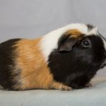 Best Junior Pet Alice Mckelvey WECC