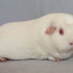 BIS PE White English Crested Margaret Hooper SCC SSS (3 of 3) BIS PE White English Crested Margaret Hooper SCC SSS