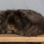Reserve BIS & N-Self Texel Susanne Bornelov SCC SSS